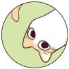 wildex