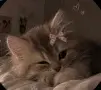 foto-user