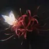 foto-user